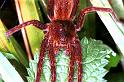 Dolomedes_plantarius_RF0632_O_86_Les Gris_Frankrijk